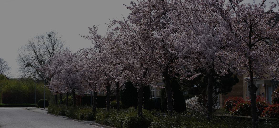 Banner lente in Lauwe