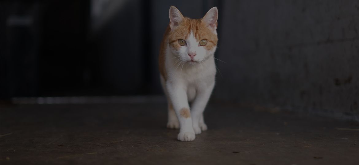 Henricus Hoeve banner Blik op