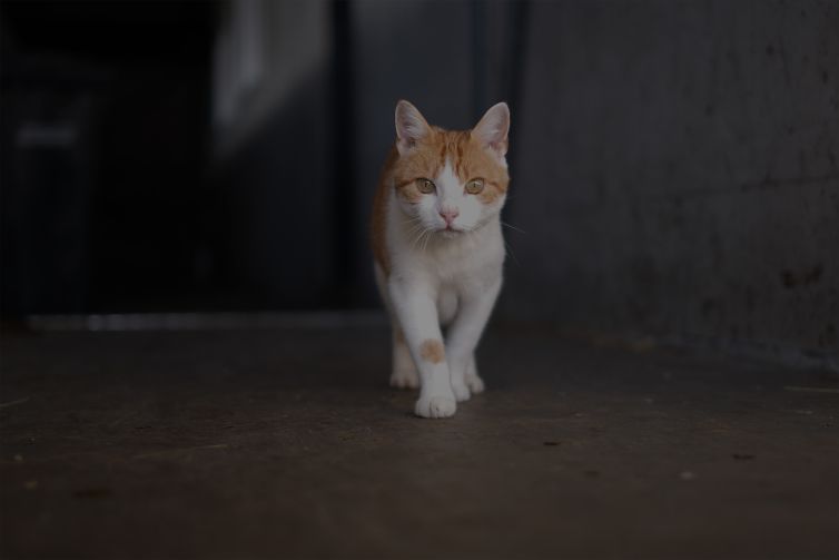 Henricus Hoeve banner Blik op