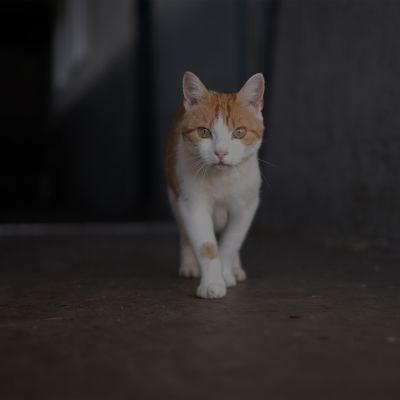 Henricus Hoeve banner Blik op